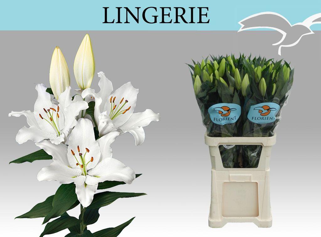 Срезанные цветы оптом Lilium or lingerie от 30шт. из Голландии с доставкой по России