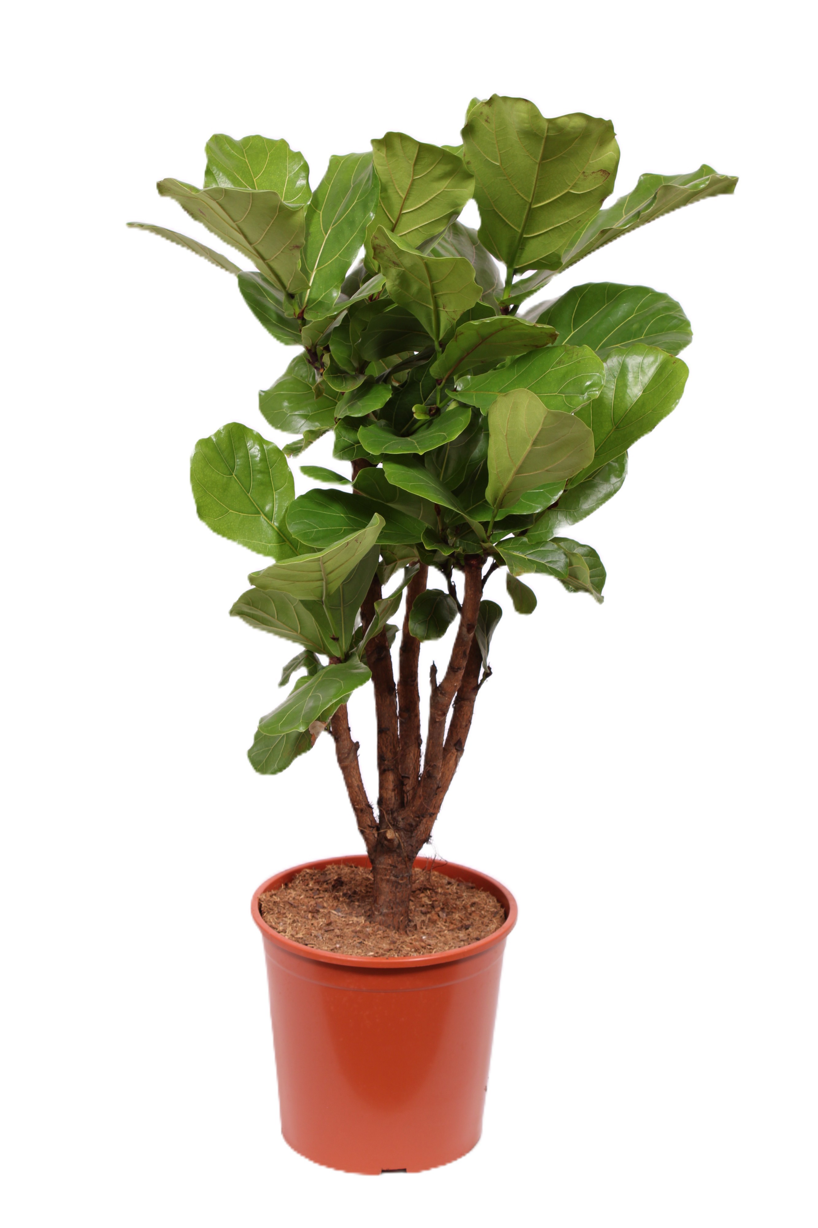 Горшечные цветы и растения оптом Ficus Lyrata Branched от 1шт из Голландии с доставкой по России