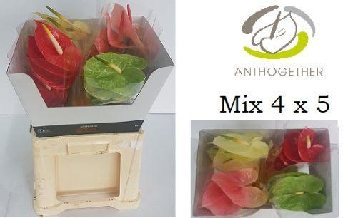 Срезанные цветы оптом Anthurium 4 colour mix in box от 20шт из Голландии с доставкой по России