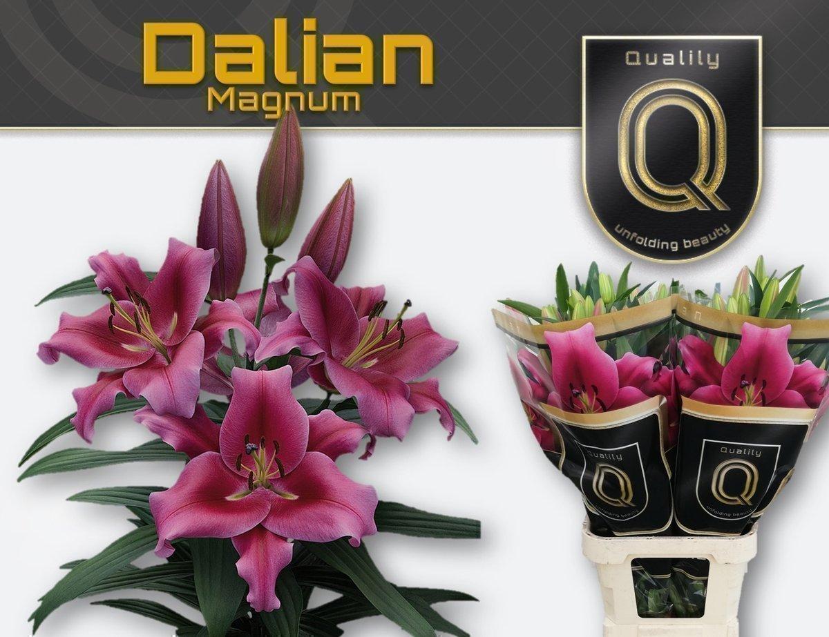Срезанные цветы оптом Lilium or dalian от 30шт.. из Голландии с доставкой по России