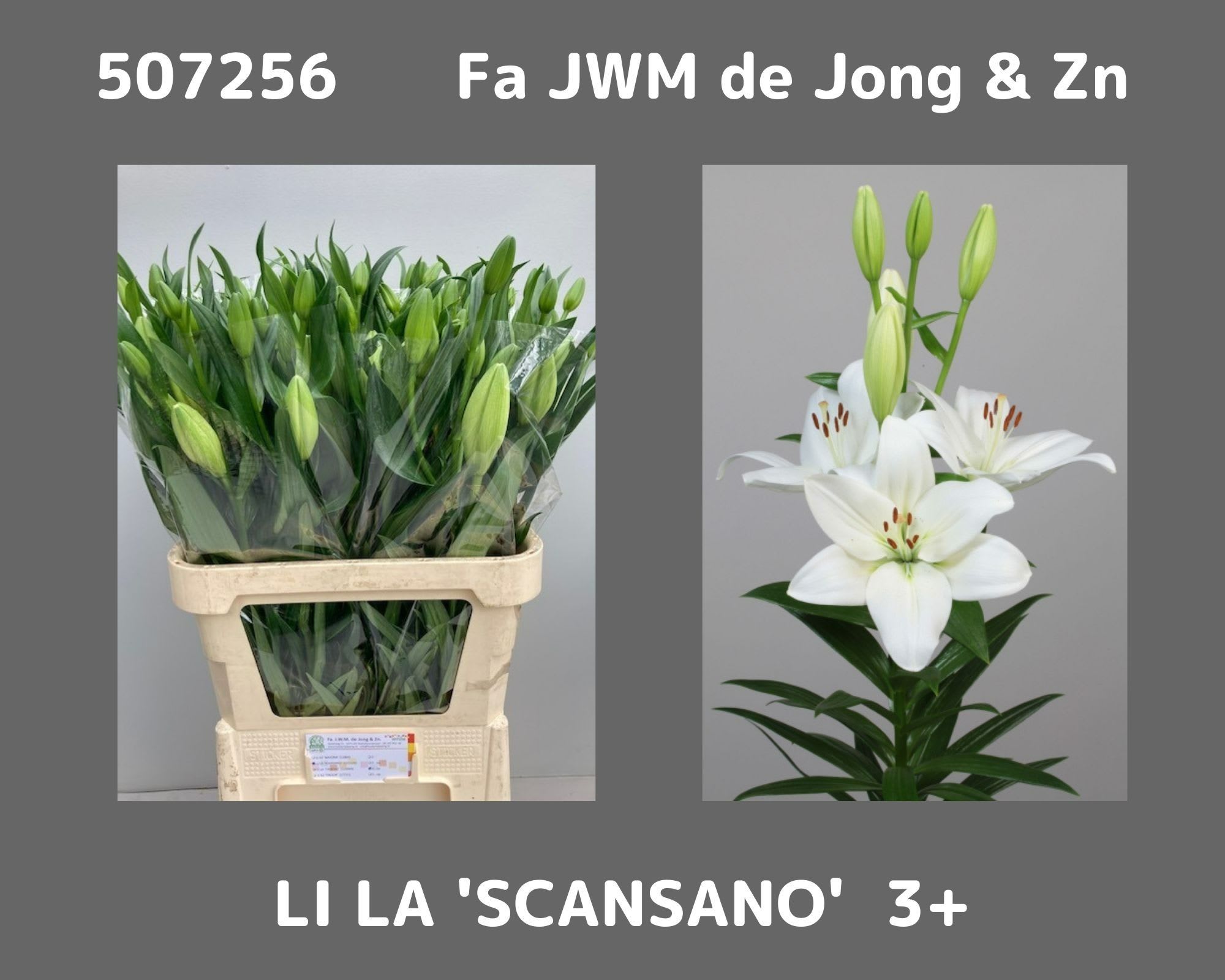 Срезанные цветы оптом Lilium la scansano от 60шт из Голландии с доставкой по России