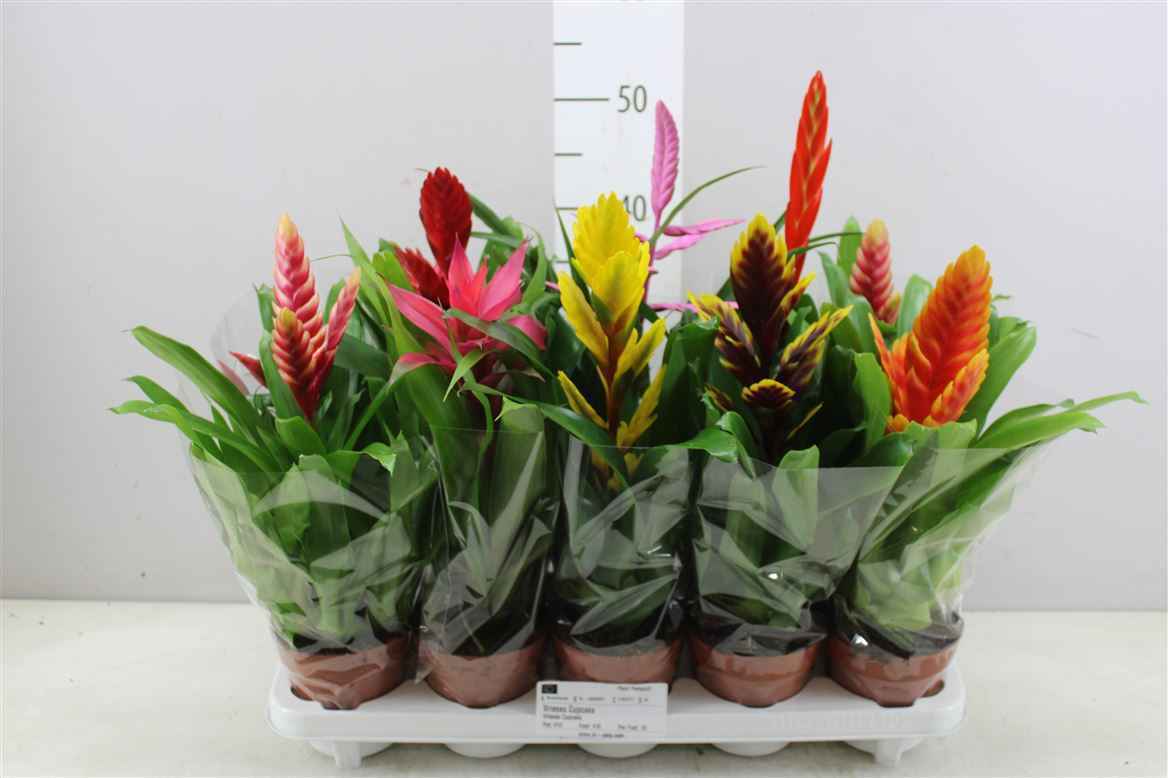 Горшечные цветы и растения оптом Bromelia Mix от 10шт из Голландии с доставкой по России