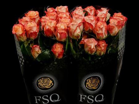 Срезанные цветы оптом Rosa ec cabaret от 40шт из Голландии с доставкой по России