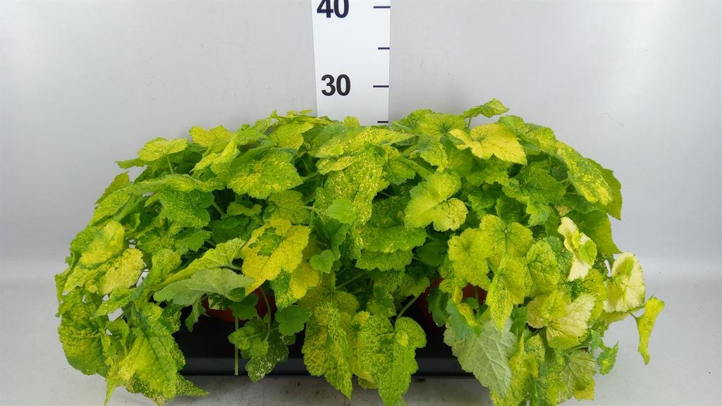 Горшечные цветы и растения оптом Tolmiea Menziesii ...variegated от 2шт из Голландии с доставкой по России