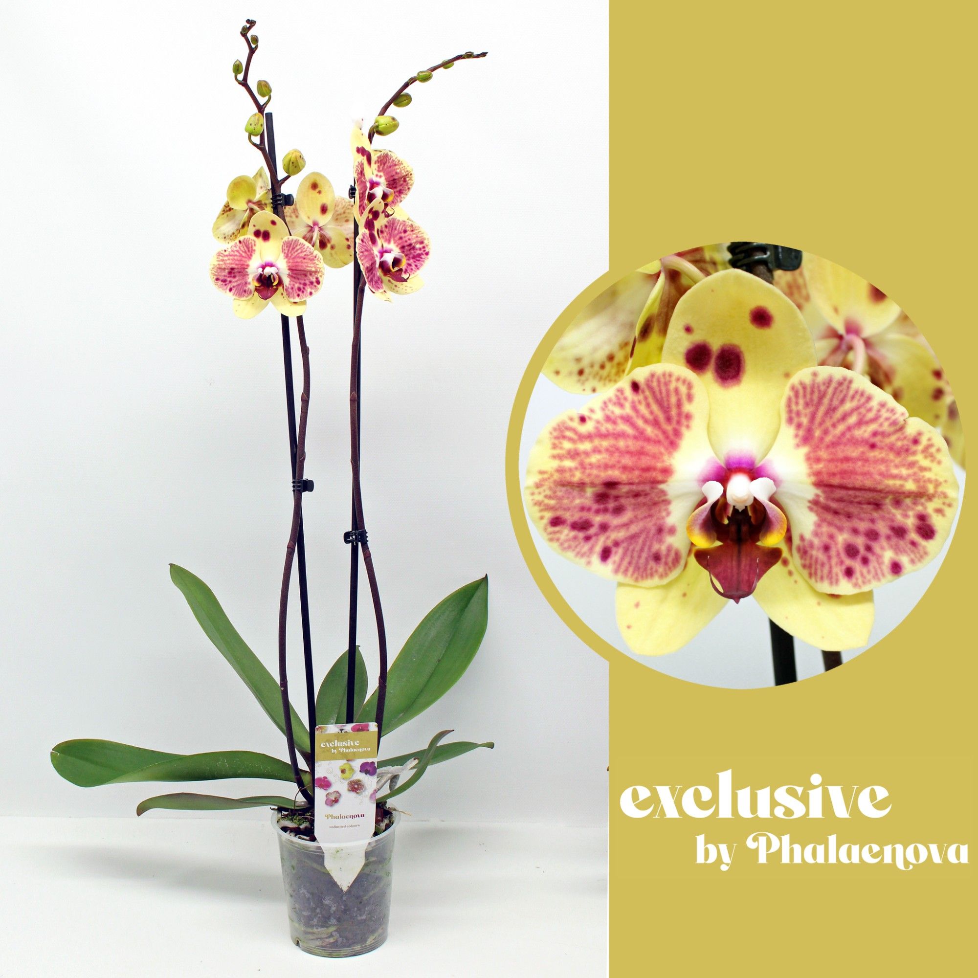 Горшечные цветы и растения оптом Phal 2st Exotic Punch 18+ (phalaenova) от 10шт из Голландии с доставкой по России