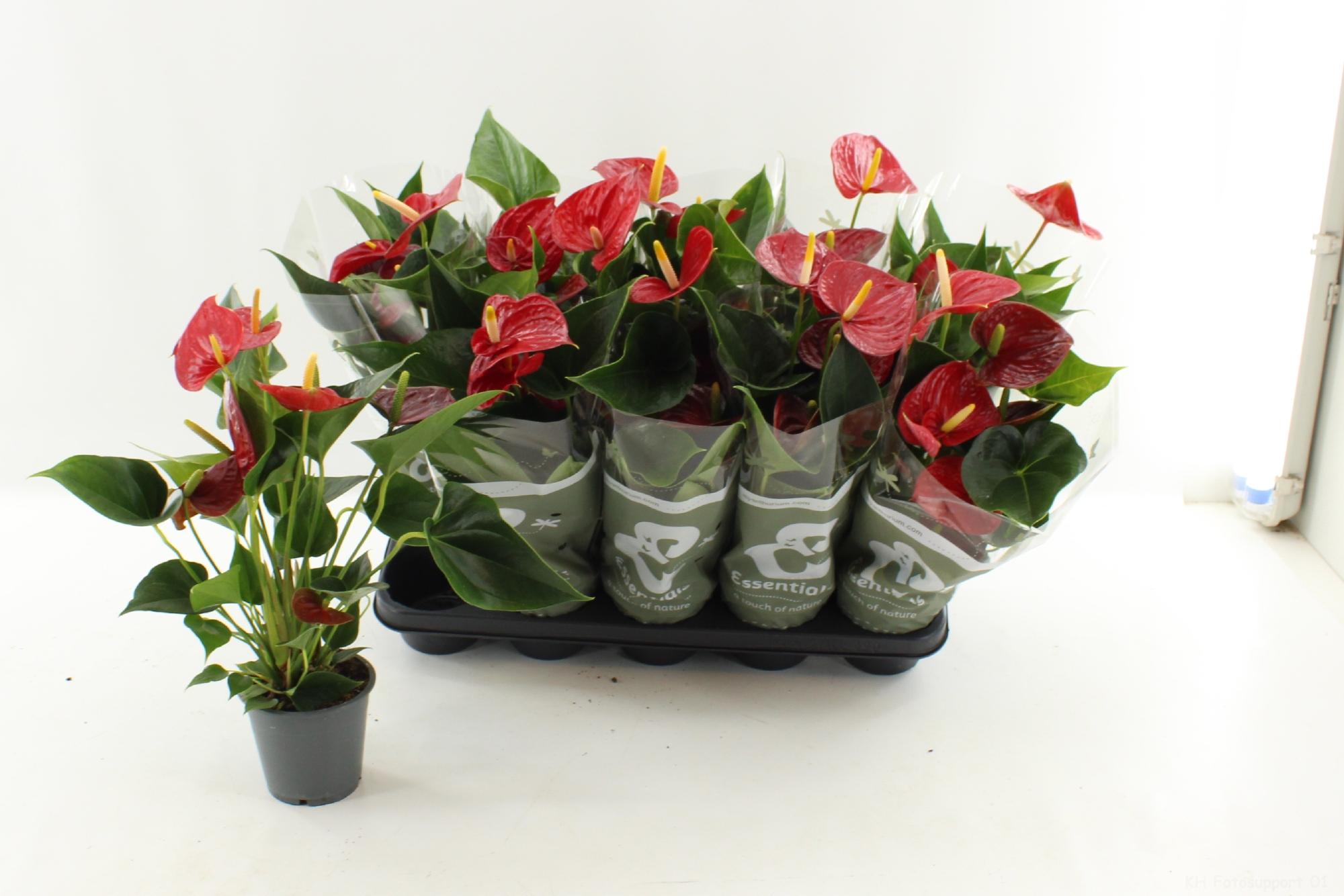 Горшечные цветы и растения оптом Anthu An Success Red от 10шт из Голландии с доставкой по России