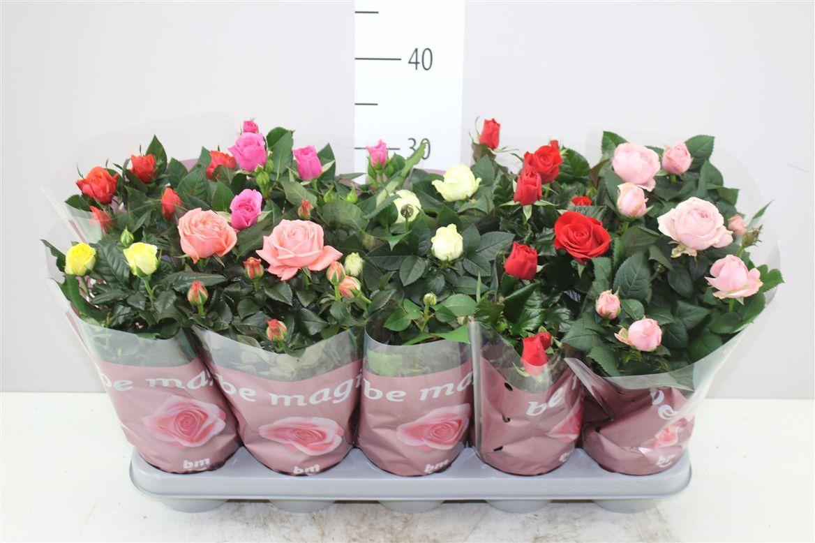 Горшечные цветы и растения оптом Rosa Beau Monde Gemengd от 10шт из Голландии с доставкой по России