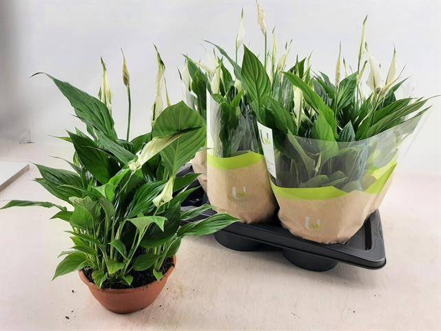 Горшечные цветы и растения оптом Spath Chopin от 6шт из Голландии с доставкой по России