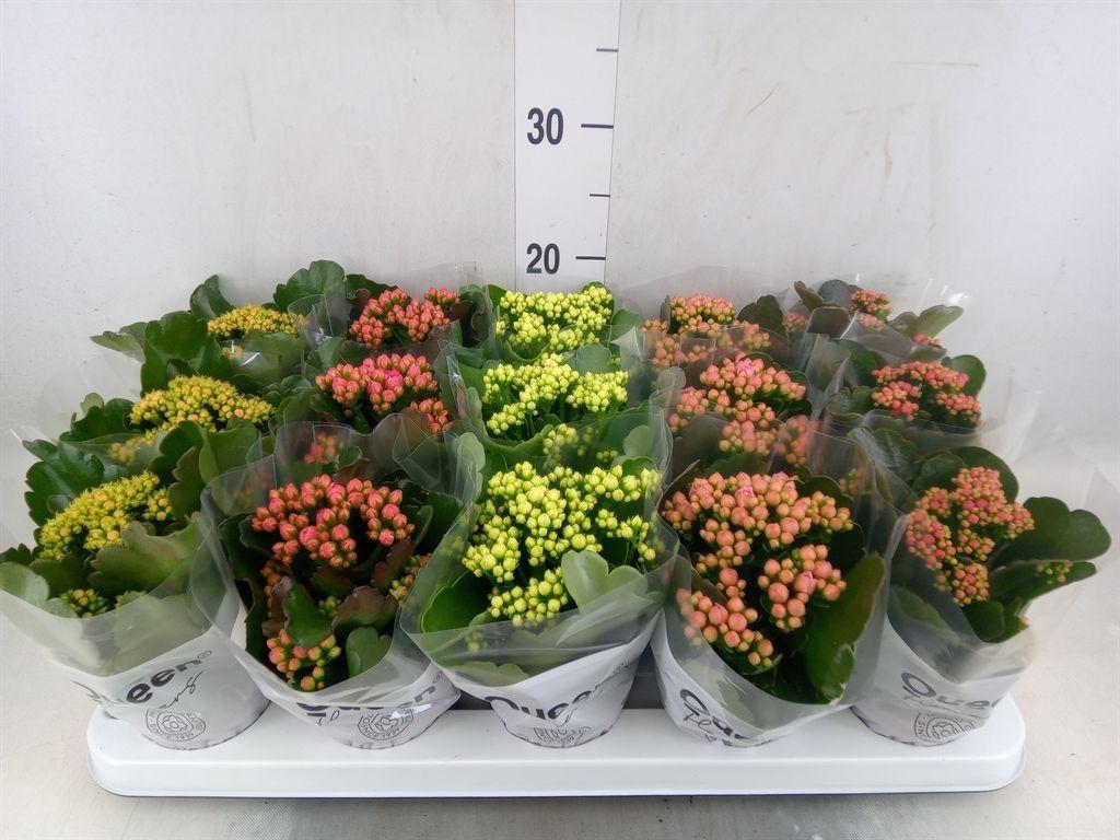 Горшечные цветы и растения оптом Kalanchoe Blos.   ..rosebud Mix  5 от 15шт (для телеги) из Голландии с доставкой по России