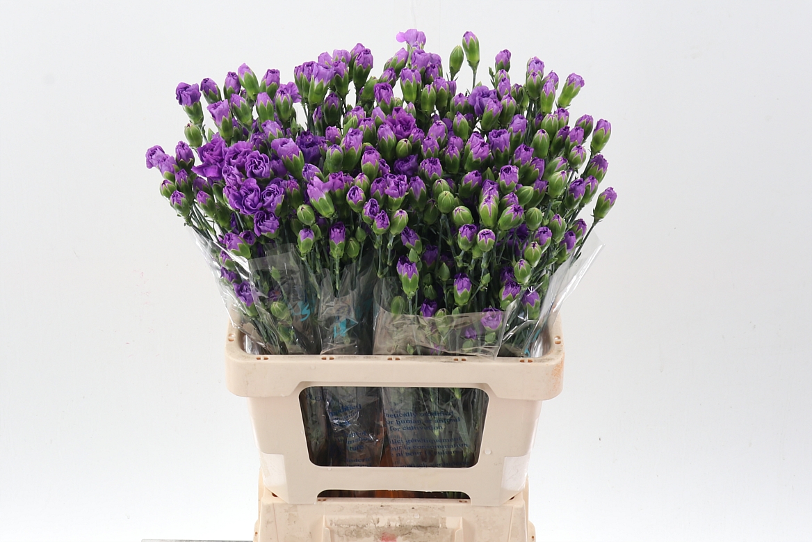 Срезанные цветы оптом Dianthus sp florigene moonberry от 100шт. из Голландии с доставкой по России