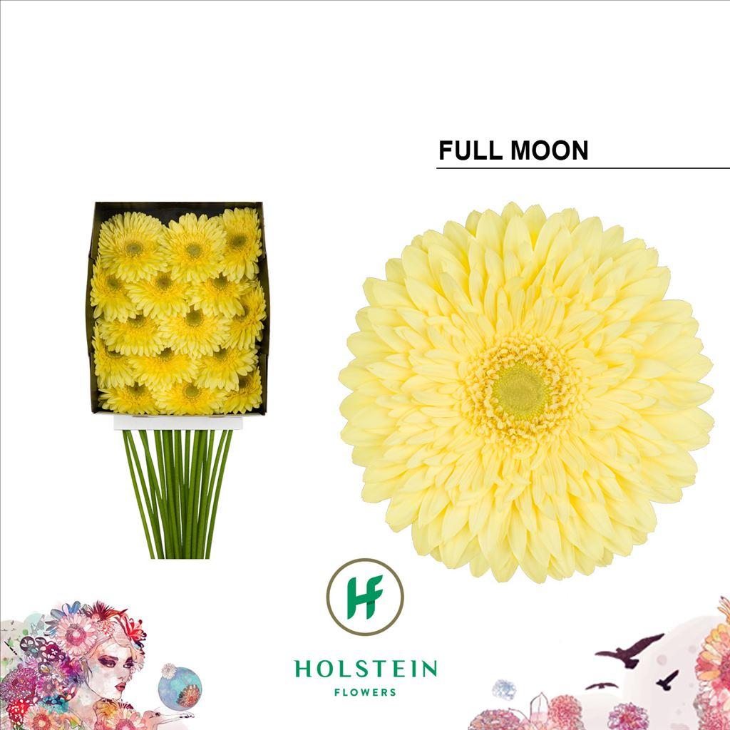 Срезанные цветы оптом Gerbera diamond full moon от 15шт из Голландии с доставкой по России