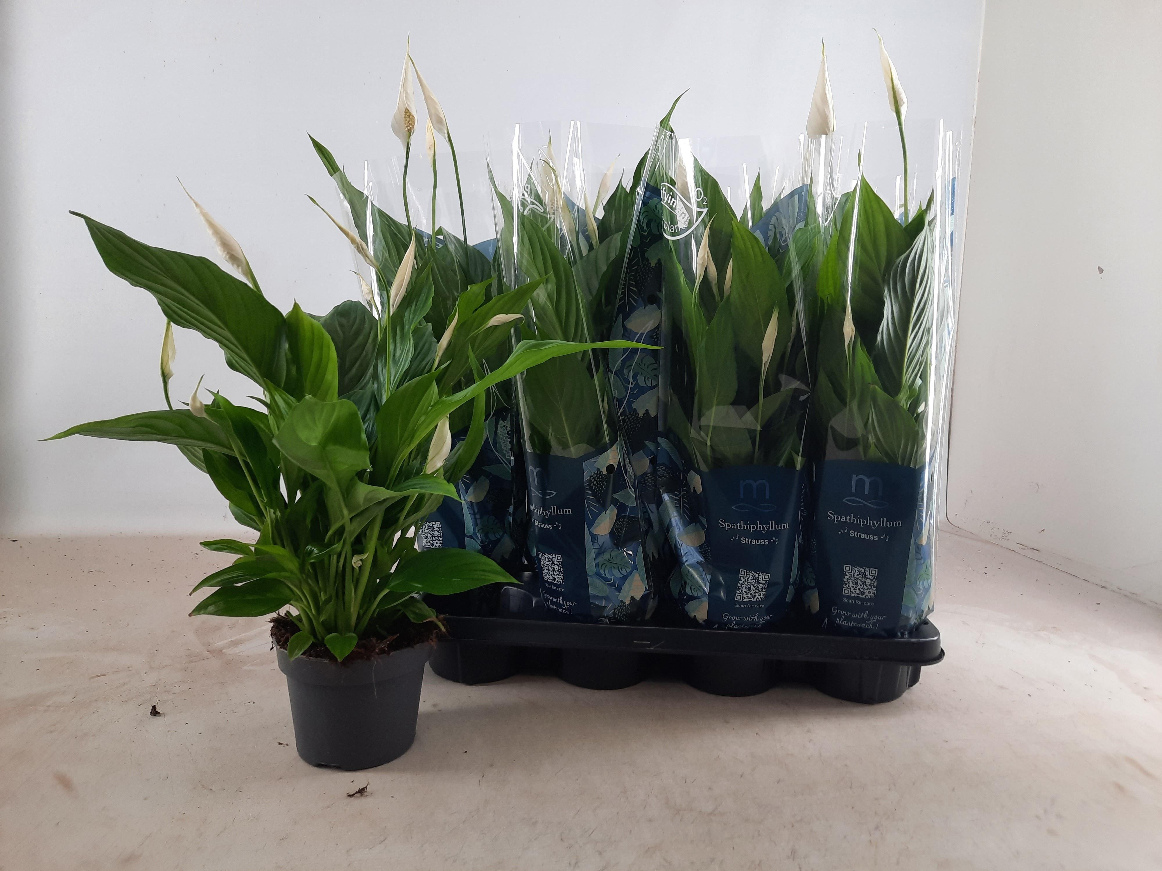 Горшечные цветы и растения оптом Spath Strauss от 8шт из Голландии с доставкой по России