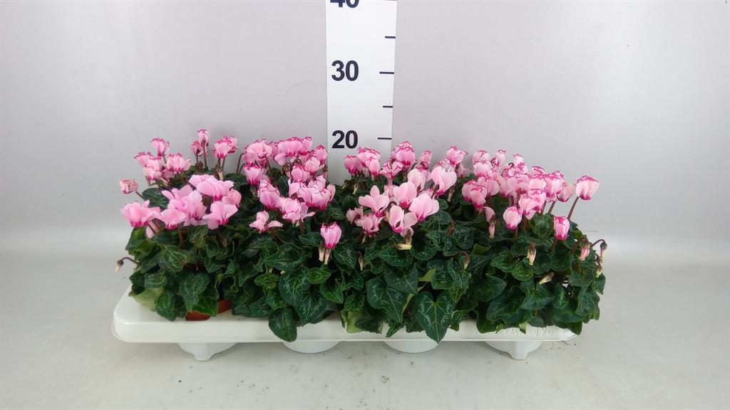 Горшечные цветы и растения оптом Cyclamen Kl metis Victoria A от 8шт (для телеги) из Голландии с доставкой по России