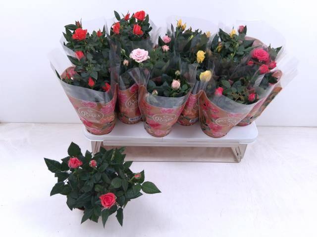 Горшечные цветы и растения оптом Rosa Favourite Mix 4kl. от 12шт из Голландии с доставкой по России