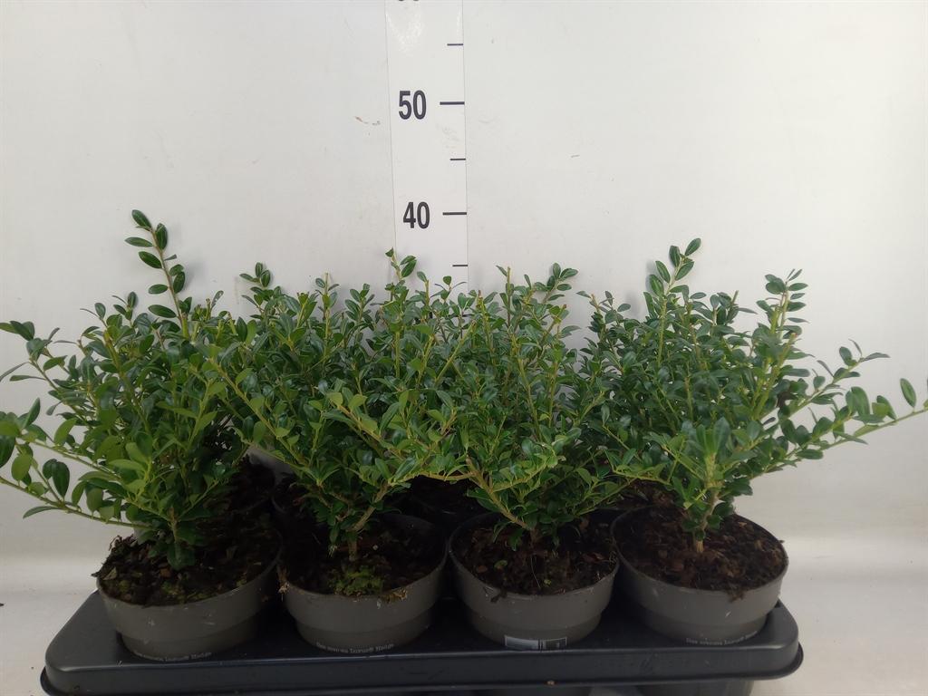 Горшечные цветы и растения оптом Ilex Crenata от 8шт из Голландии с доставкой по России