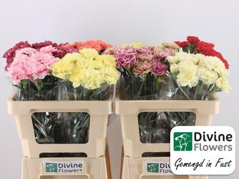 Срезанные цветы оптом Dianthus st mix in box от 80шт из Голландии с доставкой по России
