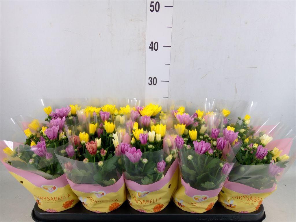 Горшечные цветы и растения оптом Chrysanthemum   ..mix/pot от 10шт из Голландии с доставкой по России
