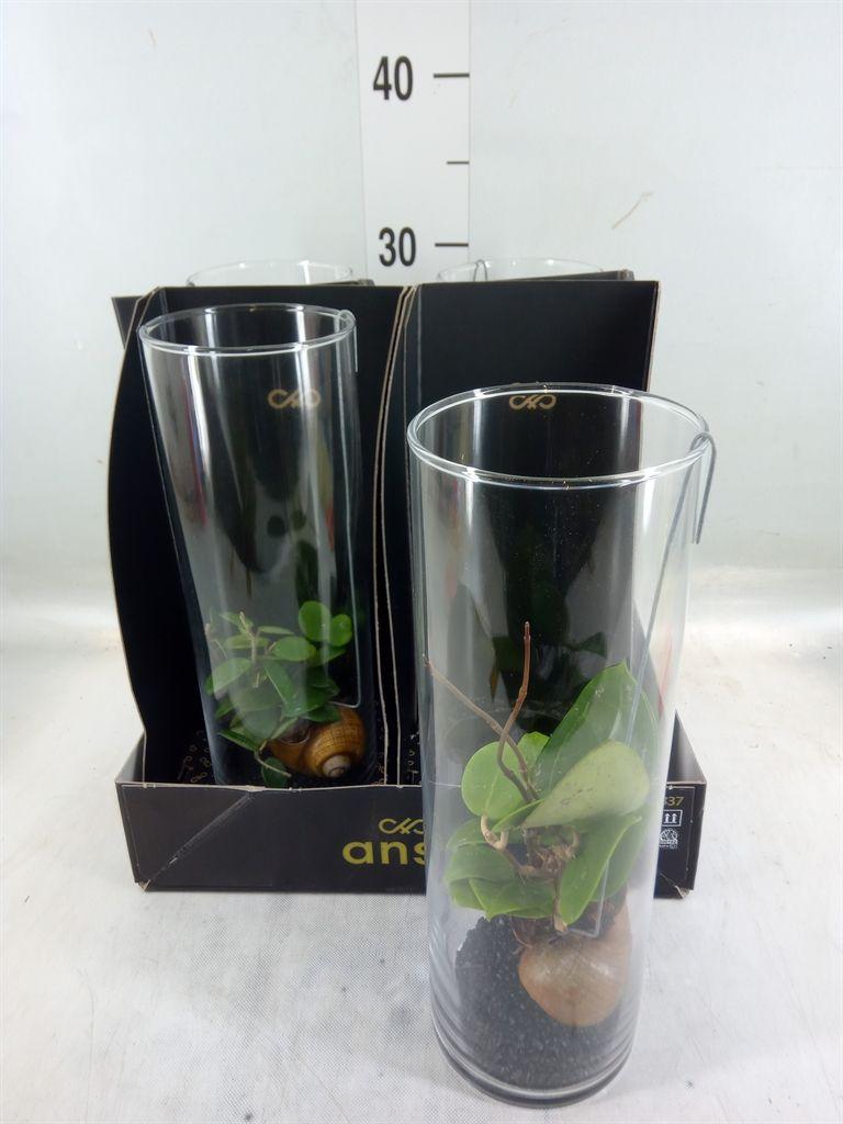 Горшечные цветы и растения оптом Hoya   ...mix от 4шт из Голландии с доставкой по России