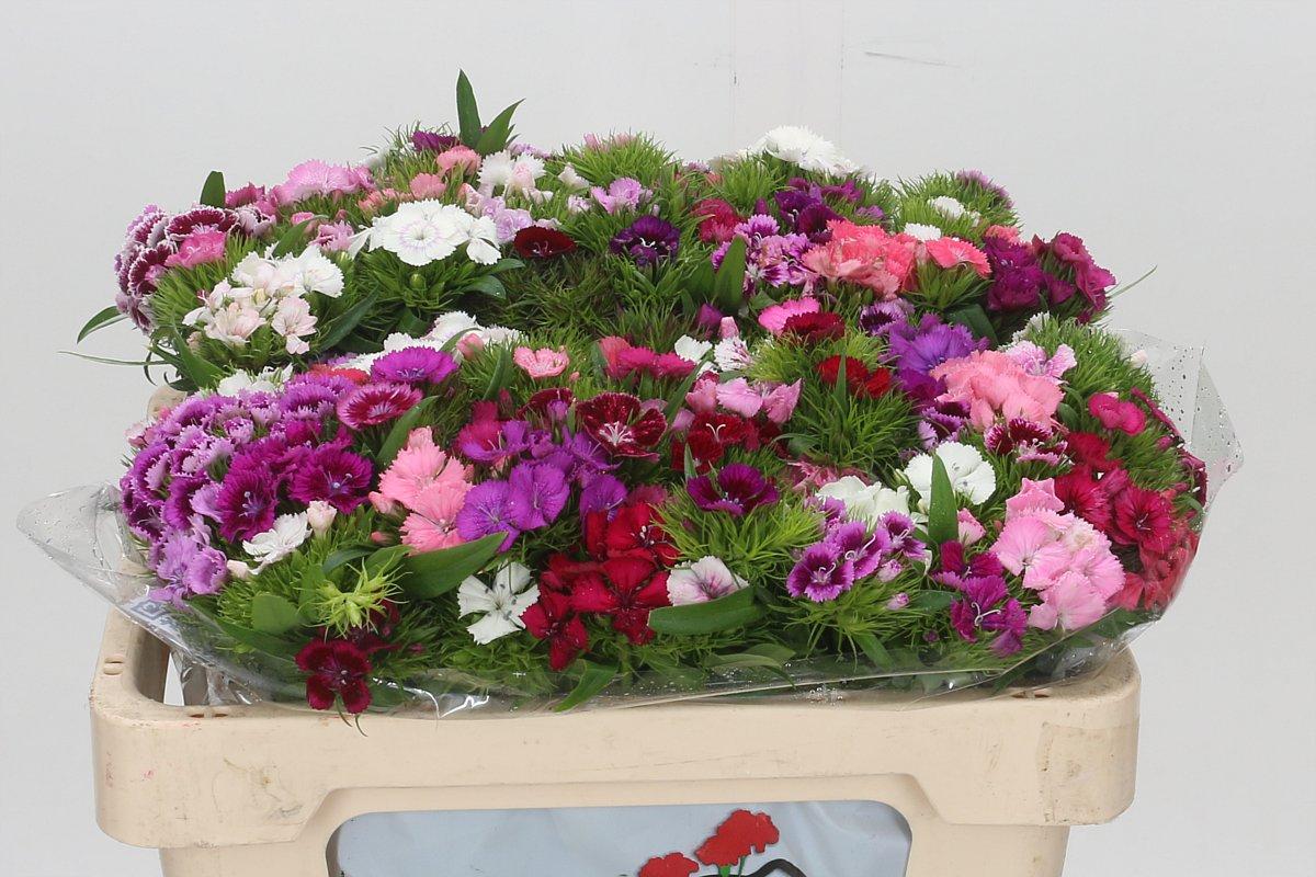 Срезанные цветы оптом Dianthus br rainbow от 100шт из Голландии с доставкой по России