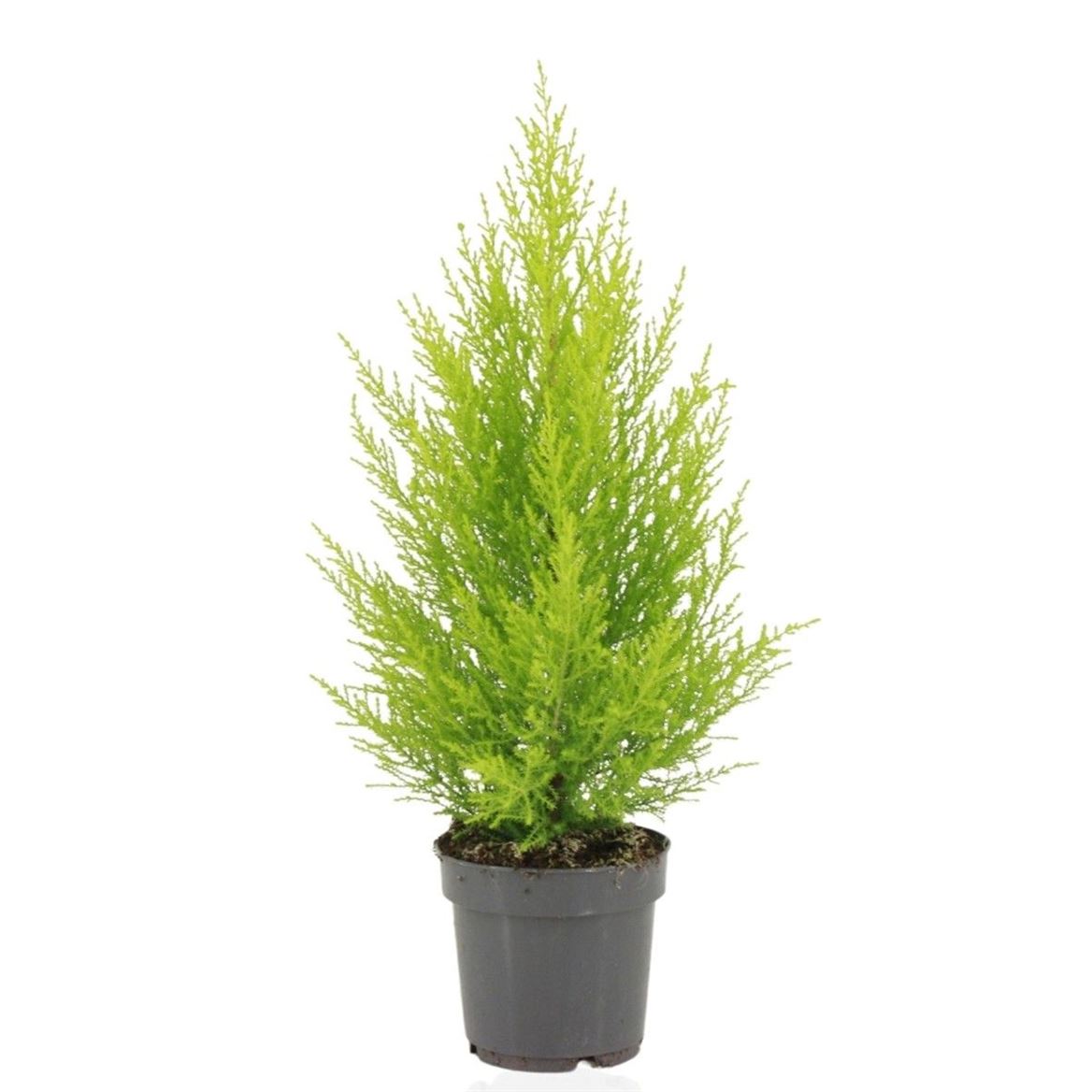 Горшечные цветы и растения оптом Cupressus Goldcrest Wilma от 8шт из Голландии с доставкой по России