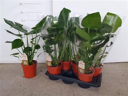 Горшечные цветы и растения оптом Monstera Deliciosa 17cm от 6шт из Голландии с доставкой по России