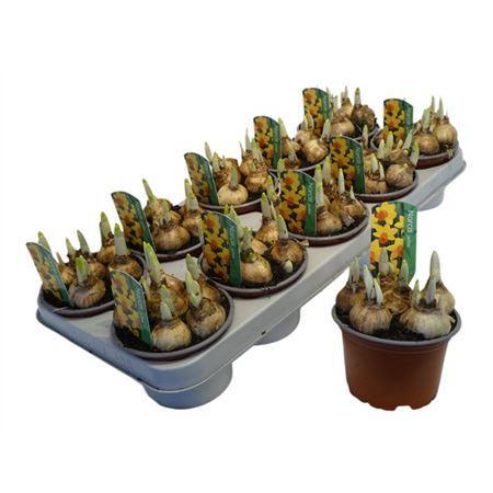 Горшечные цветы и растения оптом Narcis Jetfire от 10шт из Голландии с доставкой по России