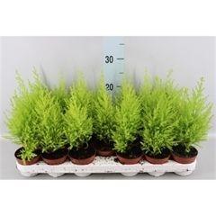 Горшечные цветы и растения оптом Cupressus Macro. goldcrest Wilma от 20шт (для телеги) из Голландии с доставкой по России