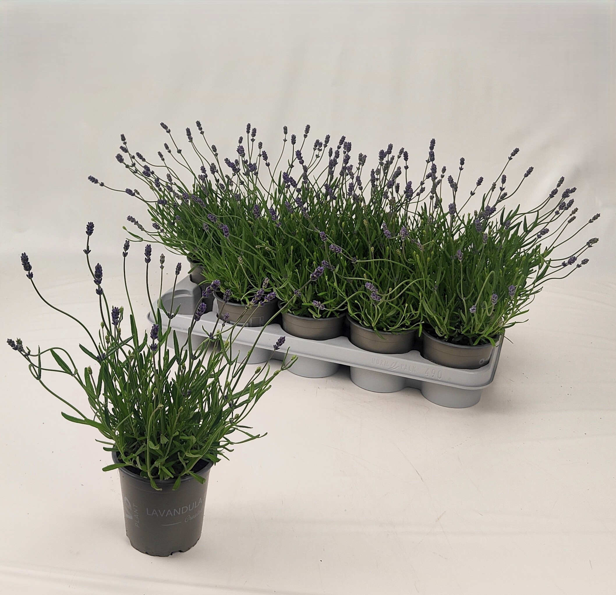 Горшечные цветы и растения оптом Lavan An Essence Pur от 10шт из Голландии с доставкой по России