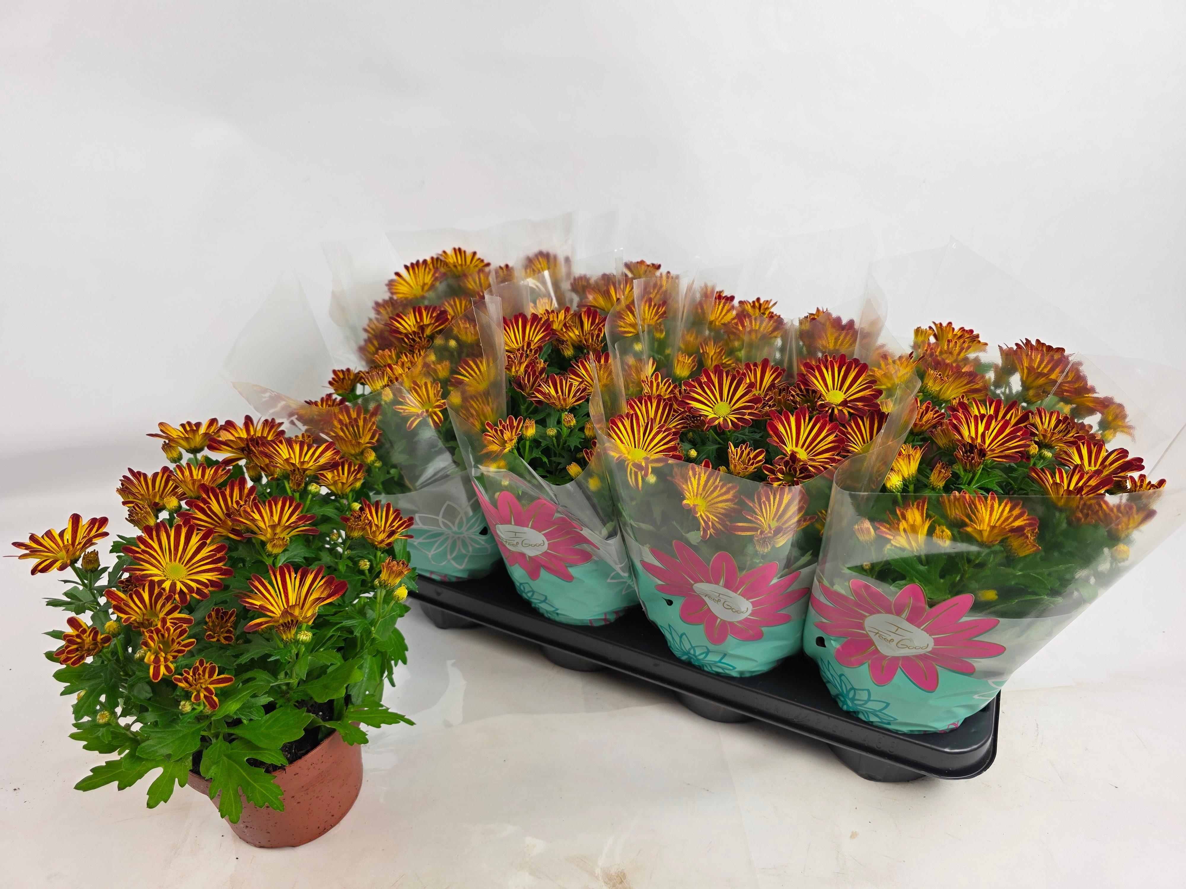 Горшечные цветы и растения оптом Chrys Rainbow Circus от 8шт из Голландии с доставкой по России