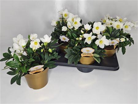 Горшечные цветы и растения оптом Hell Ni Hgc Jerry 25+ от 4шт из Голландии с доставкой по России