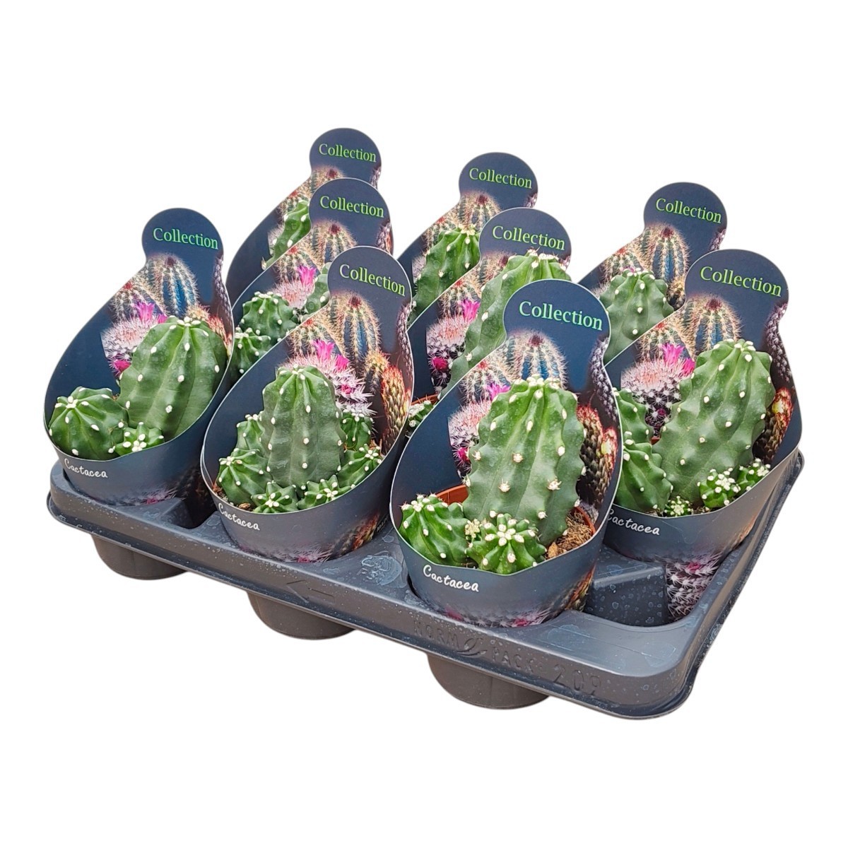 Горшечные цветы и растения оптом Echinocereus Triglochidiatus Var Mojavensis Inermi от 9шт из Голландии с доставкой по России