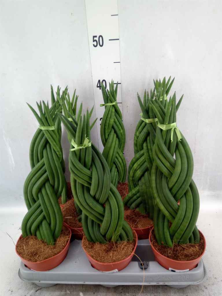 Горшечные цветы и растения оптом Sansevieria Cyl.  ... от 8шт' из Голландии с доставкой по России