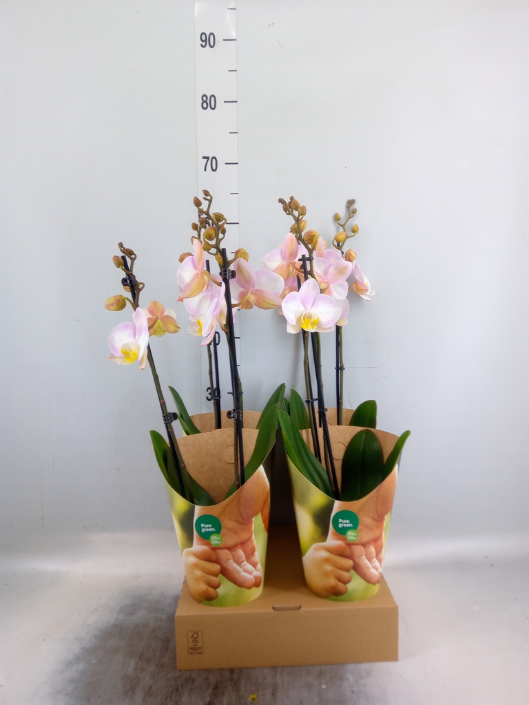 Горшечные цветы и растения оптом Phalaenopsis   ...rose от 4шт из Голландии с доставкой по России