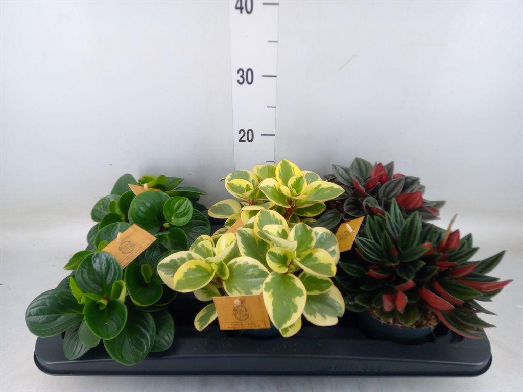 Горшечные цветы и растения оптом Peperomia Mix от 6шт из Голландии с доставкой по России