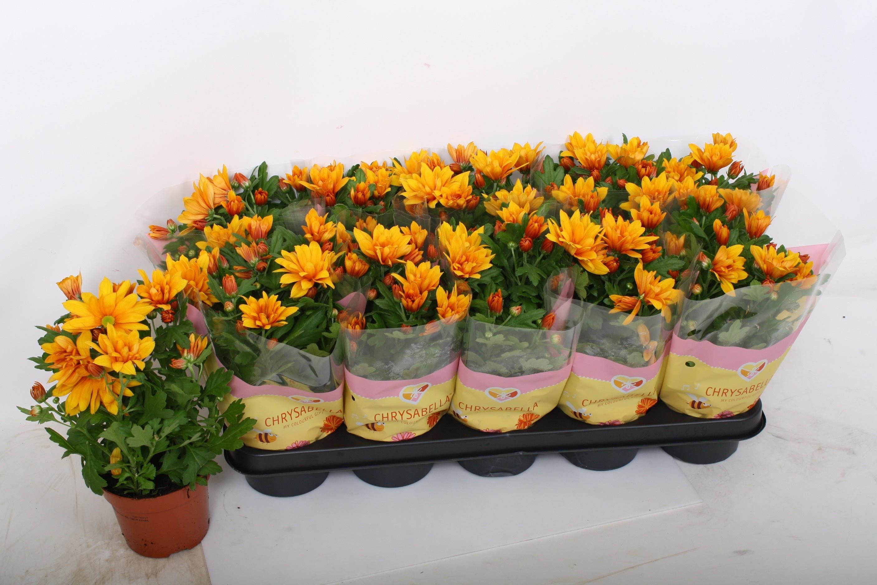 Горшечные цветы и растения оптом Chrys Heat от 10шт из Голландии с доставкой по России