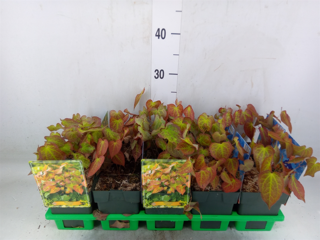 Горшечные цветы и растения оптом Epimedium Rubrum от 10шт из Голландии с доставкой по России
