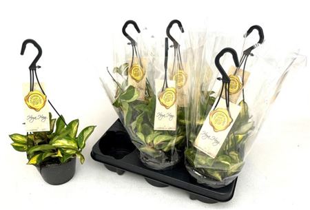 Горшечные цветы и растения оптом Hoya C Tricolor Hangpot от 6шт из Голландии с доставкой по России