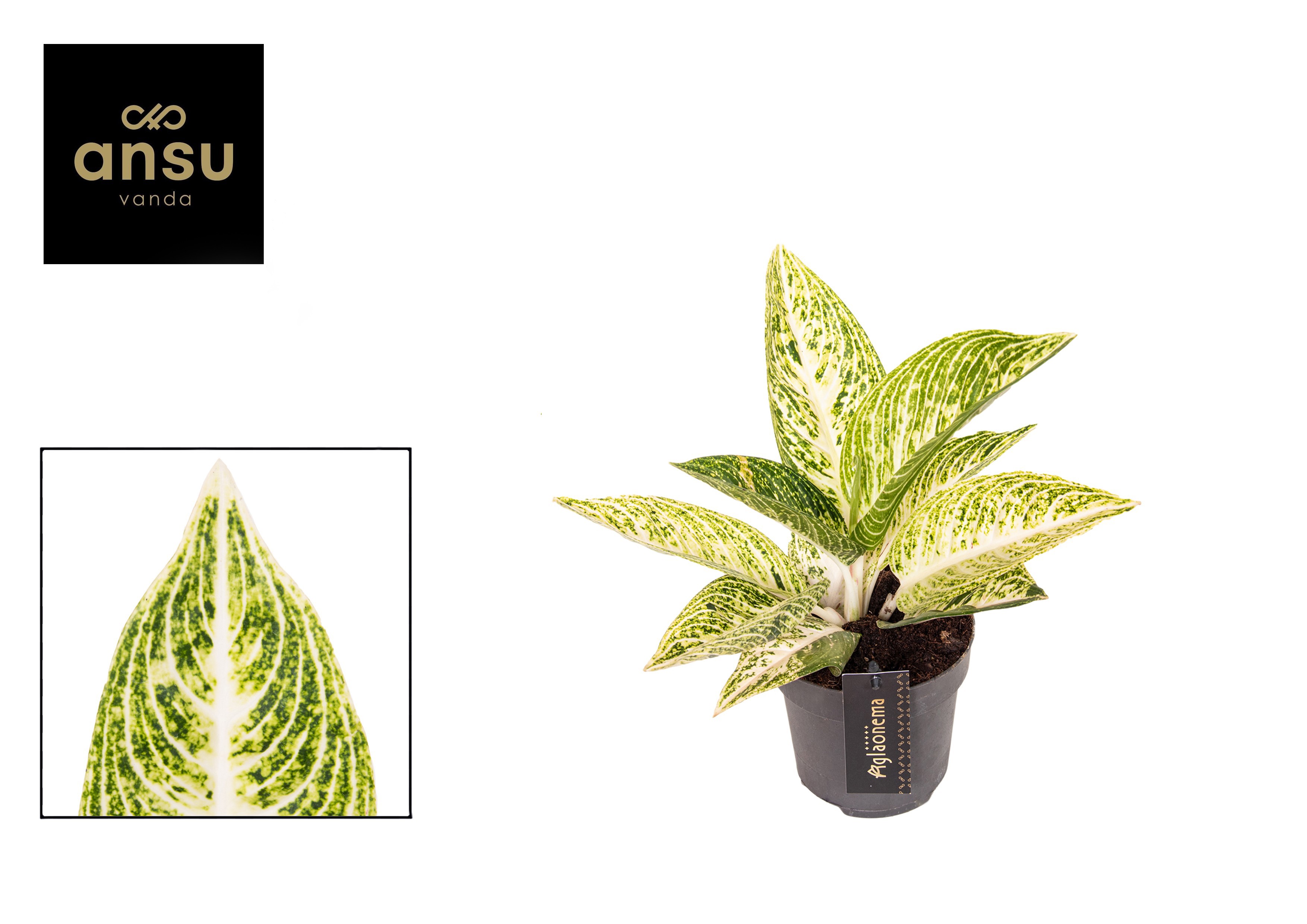 Горшечные цветы и растения оптом Aglaonema Polar Springtime от 2шт из Голландии с доставкой по России