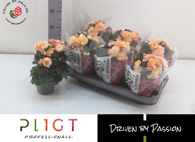 Горшечные цветы и растения оптом Beg Du Hailey Sunset от 6шт (для телеги) из Голландии с доставкой по России Горшечные цветы и растения оптом Beg Du Hailey Sunset от 6шт (для телеги) из Голландии с доставкой по России