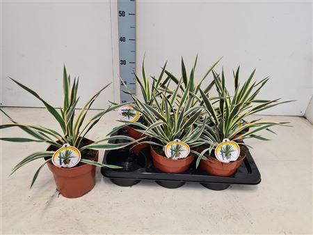 Горшечные цветы и растения оптом Yucca Glor Variegata от 6шт из Голландии с доставкой по России