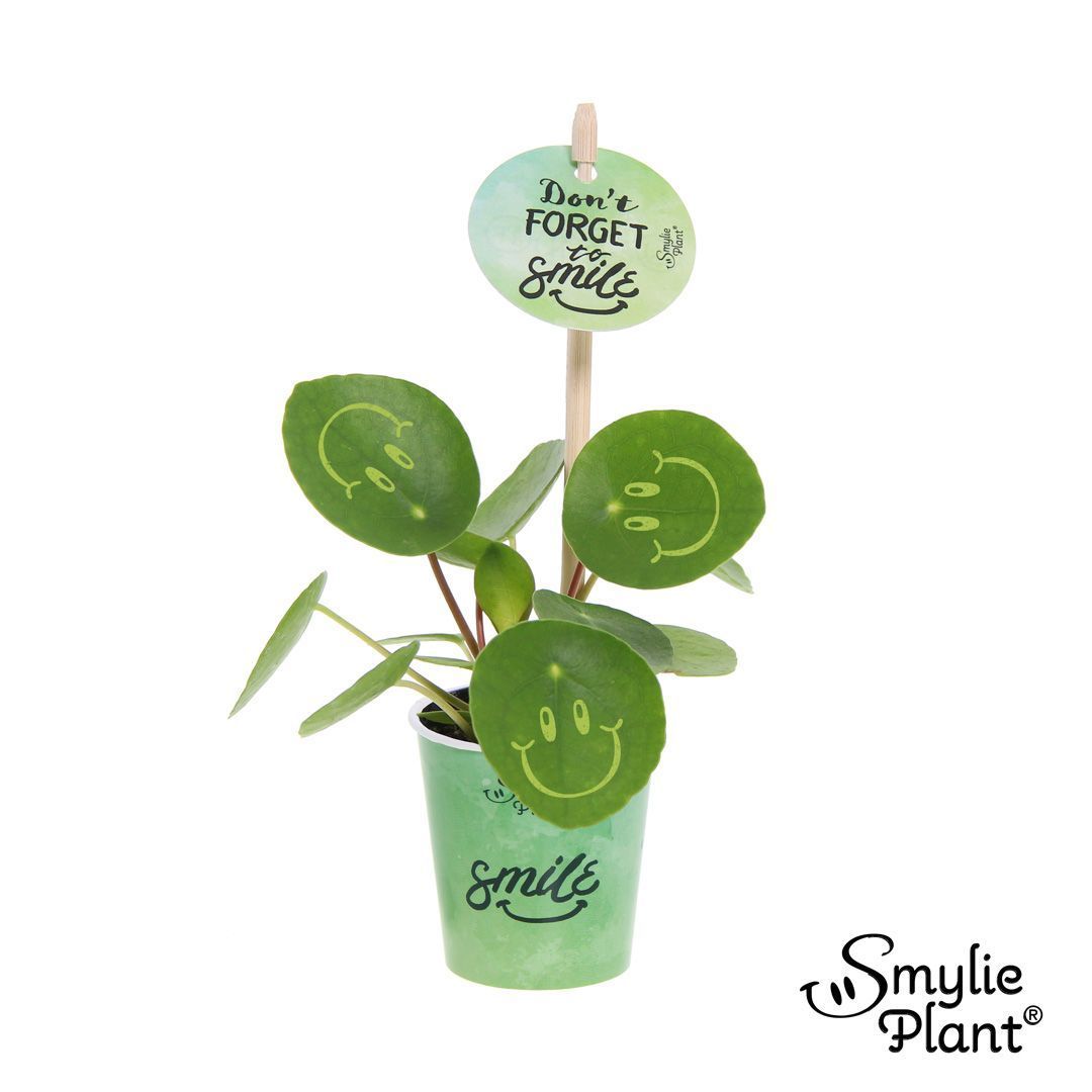 Горшечные цветы и растения оптом Pilea Smylie Plant Happy In Papercup от 20шт (для телеги) из Голландии с доставкой по России