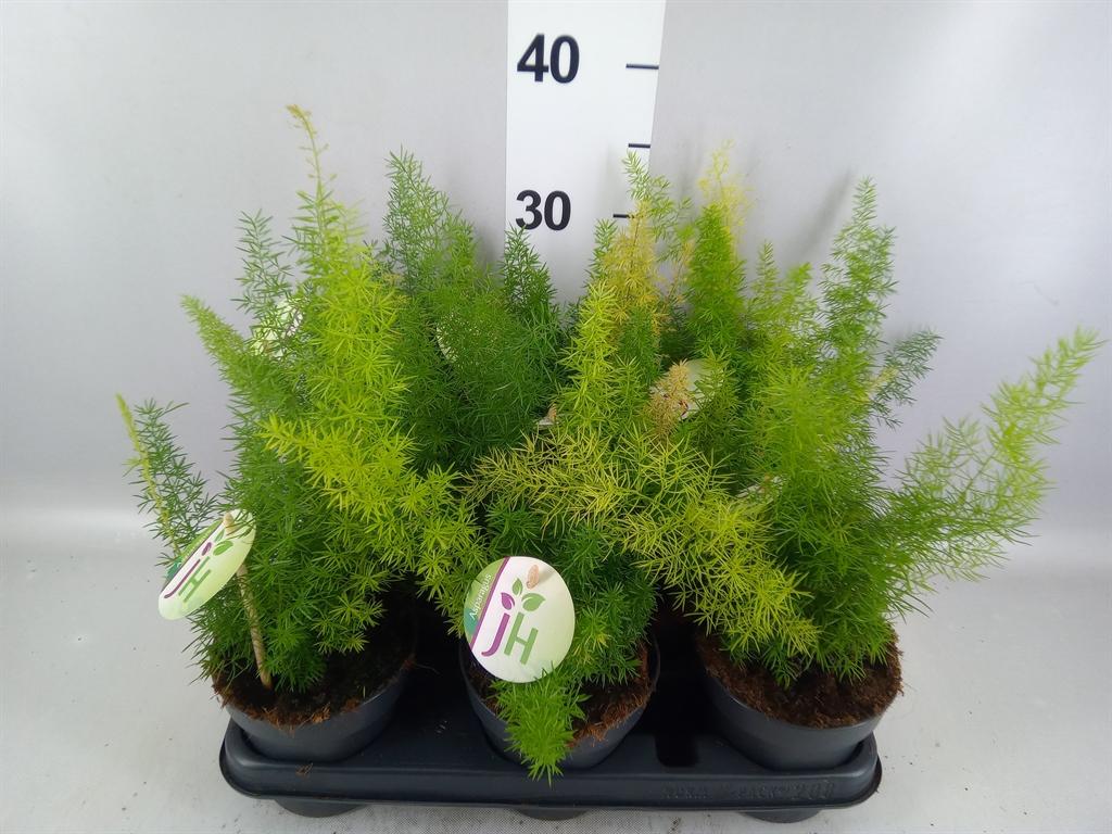 Горшечные цветы и растения оптом Asparagus Dens. meyers от 8шт из Голландии с доставкой по России