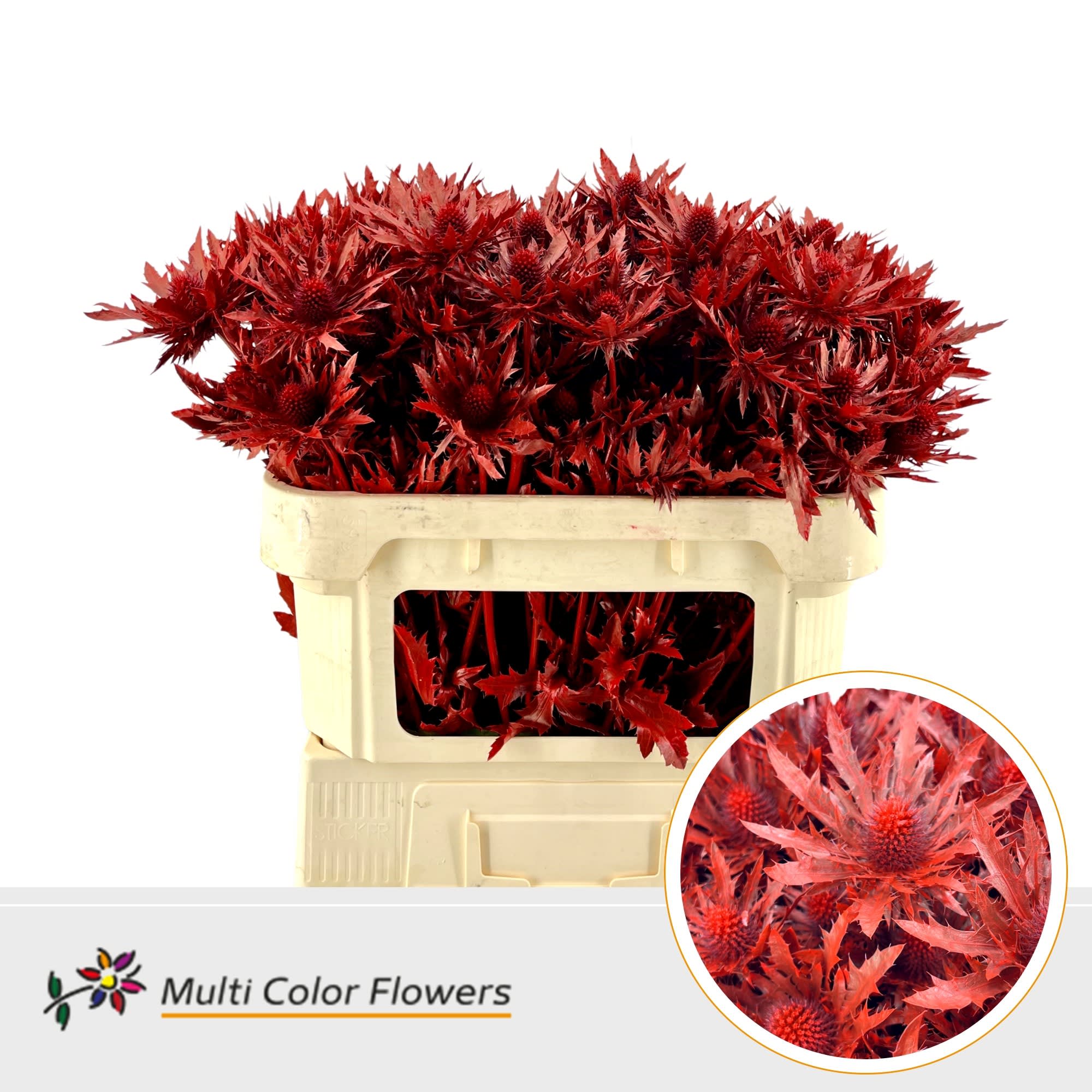 Срезанные цветы оптом Eryngium paint red от 30шт. из Голландии с доставкой по России