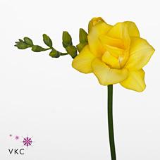 Срезанные цветы оптом Freesia do boulevard от 100шт из Голландии с доставкой по России