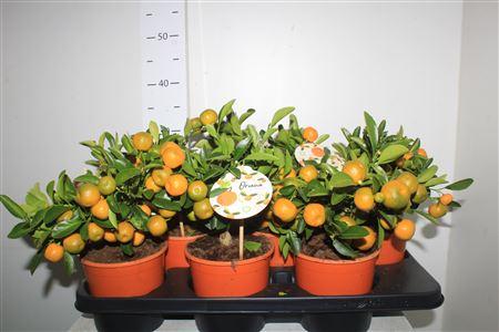 Горшечные цветы и растения оптом Citr Microcarpa 15+ от 6шт (для телеги) из Голландии с доставкой по России