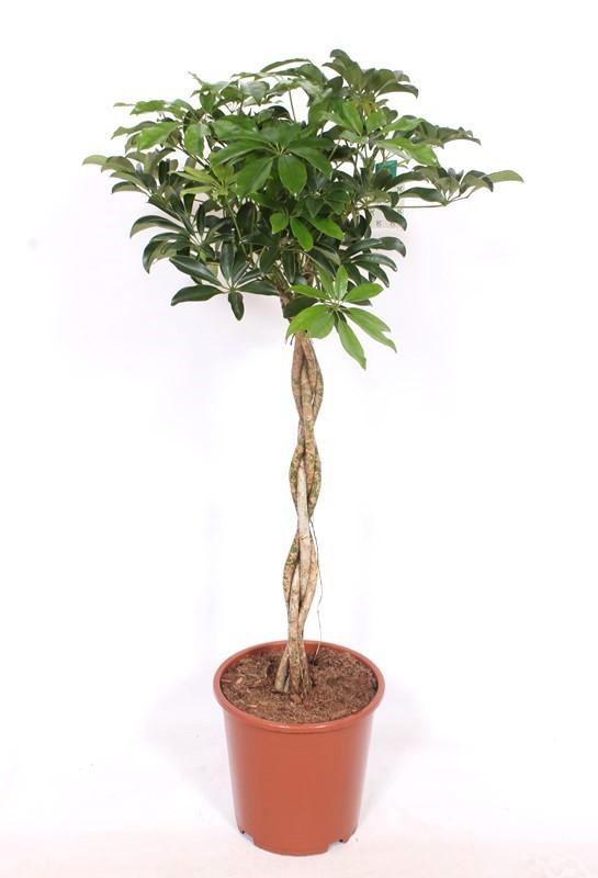 Горшечные цветы и растения оптом Schefflera Compacta Twisted Stem от 1шт из Голландии с доставкой по России