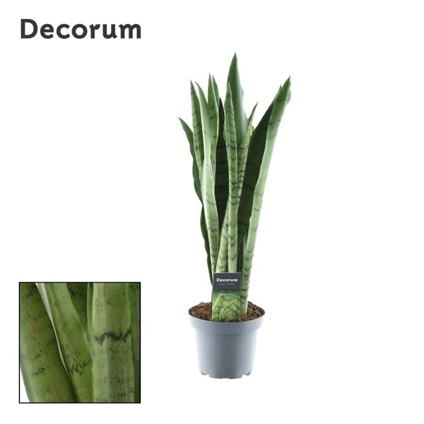 Горшечные цветы и растения оптом Sansevieria Spearmint (decorum) от 7шт из Голландии с доставкой по России