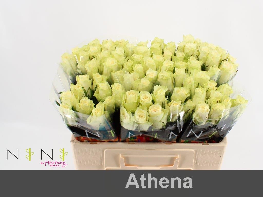 Срезанные цветы оптом Rosa large athena от 80шт...... из Голландии с доставкой по России