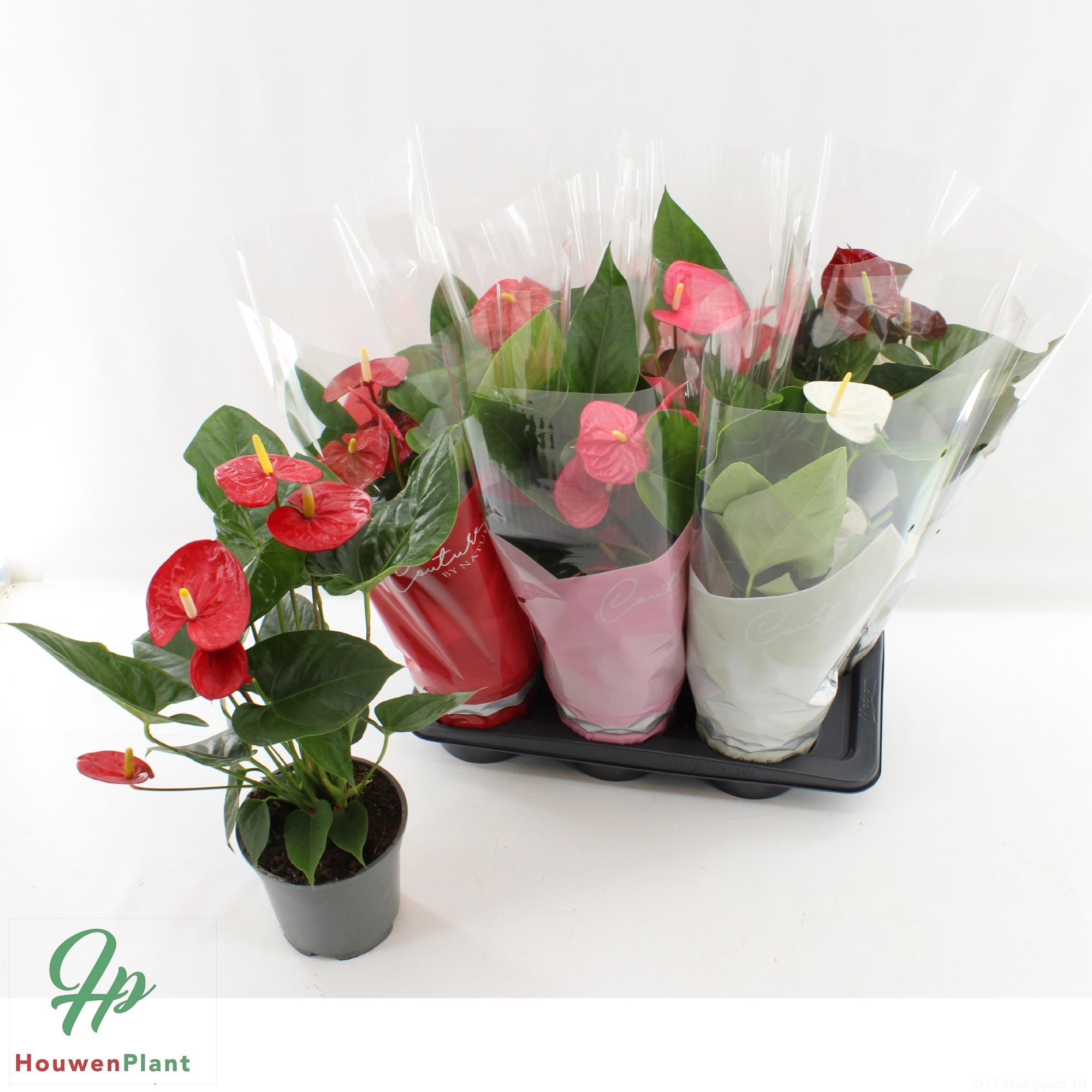 Горшечные цветы и растения оптом Anthu An Gem 4 Kl от 6шт из Голландии с доставкой по России