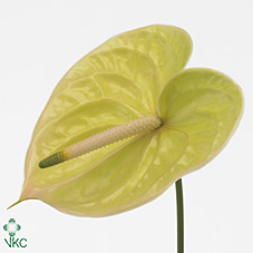 Срезанные цветы оптом Anthurium marysia от 10шт из Голландии с доставкой по России